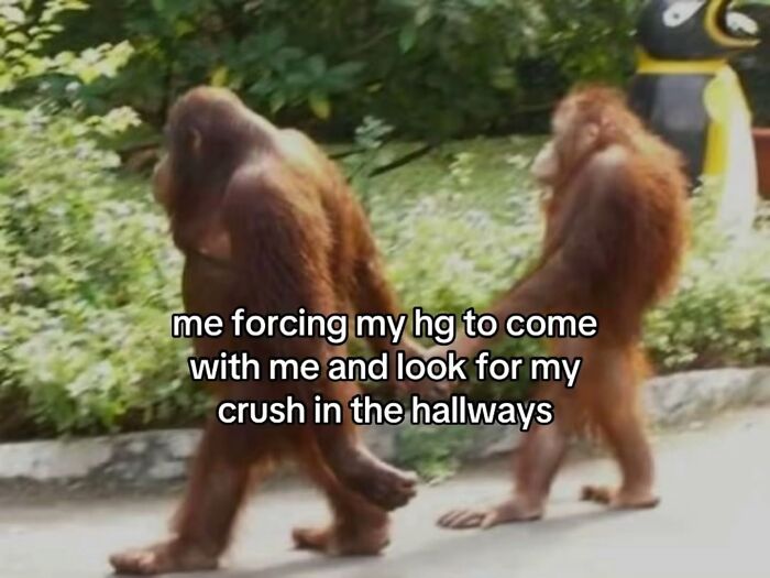 A relatable meme of two orangutans walking, representing someone forcing a friend to help find a crush.