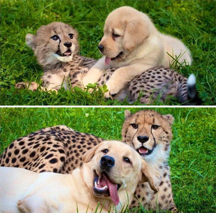 Funny dog memes: A baby cheetah and a golden retriever puppy playing, then as adults, laying together in grass.