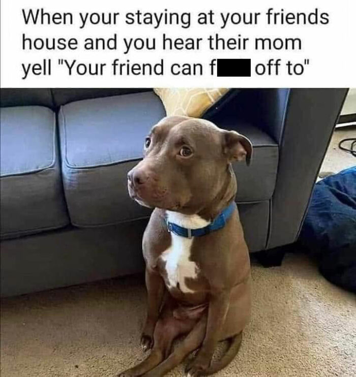 A funny dog meme featuring a pitbull looking worried, capturing a relatable moment for pet owners.