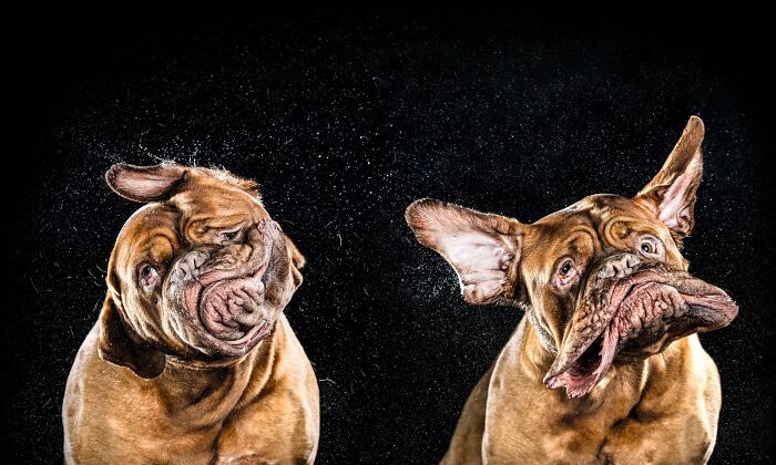 Two funny animal photos of dogs shaking off water, their faces comically distorted by the motion.