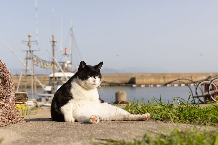 A black and white cat lounging by a dock, a funny and ridiculous animal photo.