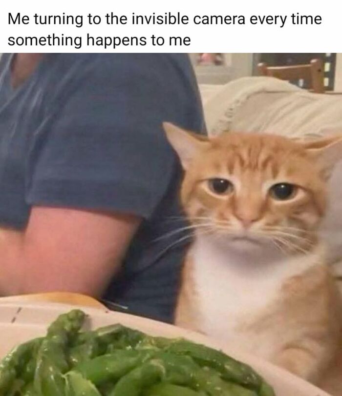 50 Cat Memes That Perfectly Capture Why Living With Cats Is Equal Parts Chaos And Comedy
