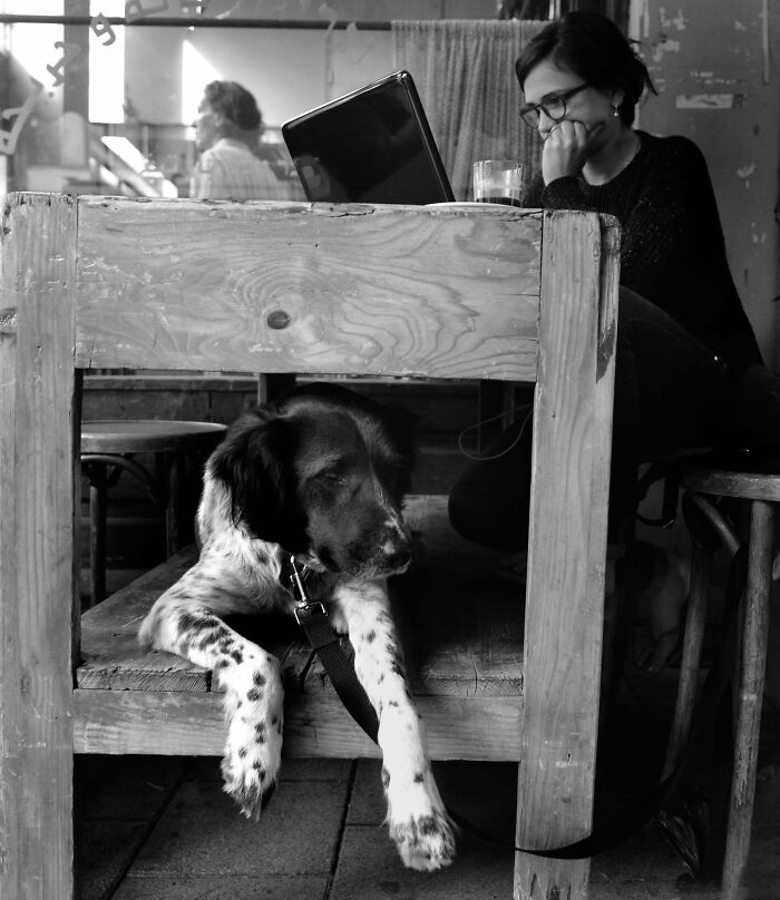 This Photographer Roams The Streets Looking For Unforgettable Dog Moments, And Here Are 50 Of His Best Finds