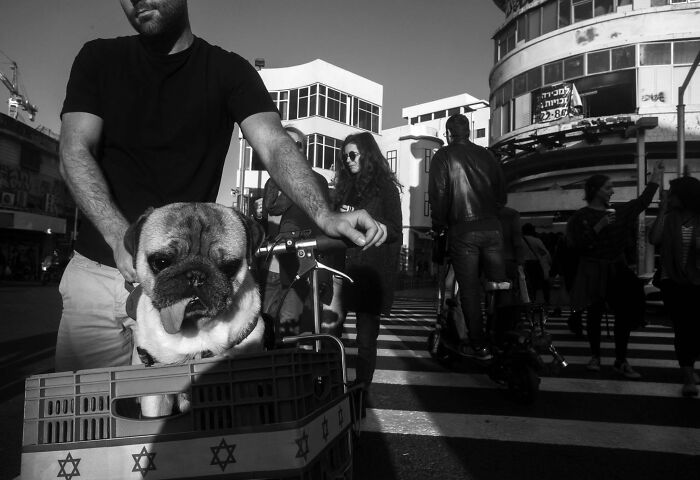 This Photographer Roams The Streets Looking For Unforgettable Dog Moments, And Here Are 50 Of His Best Finds