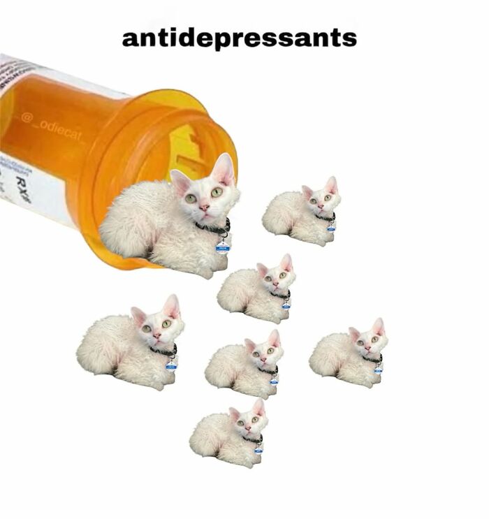 Multiple small, cute Devon Rex cats spilling out of a medicine bottle, symbolizing pure serotonin as antidepressants.