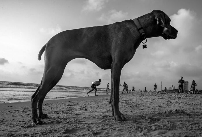 This Photographer Roams The Streets Looking For Unforgettable Dog Moments, And Here Are 50 Of His Best Finds