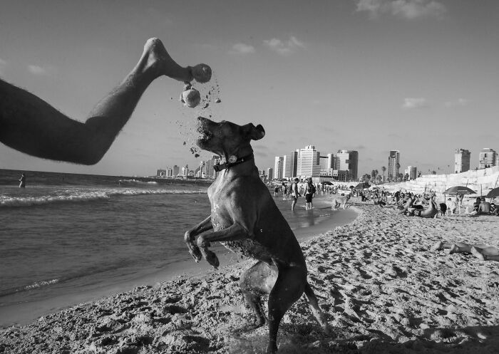 This Photographer Roams The Streets Looking For Unforgettable Dog Moments, And Here Are 50 Of His Best Finds