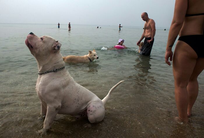 This Photographer Roams The Streets Looking For Unforgettable Dog Moments, And Here Are 50 Of His Best Finds