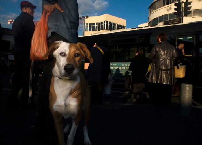This Photographer Roams The Streets Looking For Unforgettable Dog Moments, And Here Are 50 Of His Best Finds