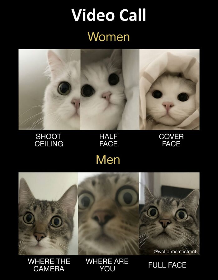Xavier shares a hilarious post showing women and men cats during a video call, highlighting different camera angles.