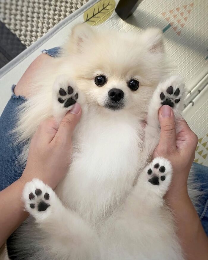 These 40 Adorable Dogs Are Exactly What You Need To Start Your Week With A Smile