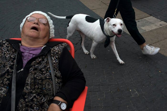 This Photographer Roams The Streets Looking For Unforgettable Dog Moments, And Here Are 50 Of His Best Finds
