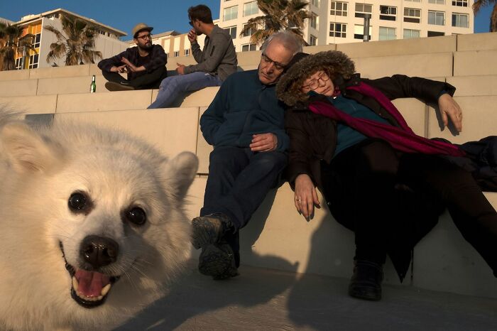This Photographer Roams The Streets Looking For Unforgettable Dog Moments, And Here Are 50 Of His Best Finds