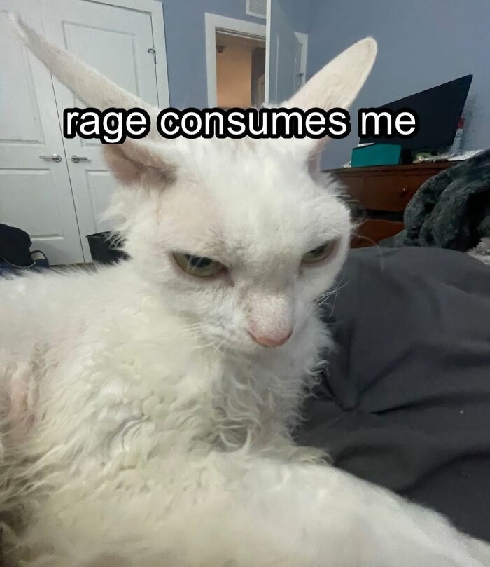 A Devon Rex cat with its ears back and an angry expression, showing its cuteness despite the meme text rage consumes me.