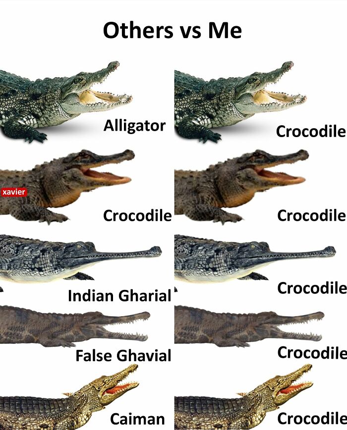 A 'Xavier' meme comparing different reptiles, labeling them all 'Crocodile' except for 'Alligator' and 'Indian Gharial'.