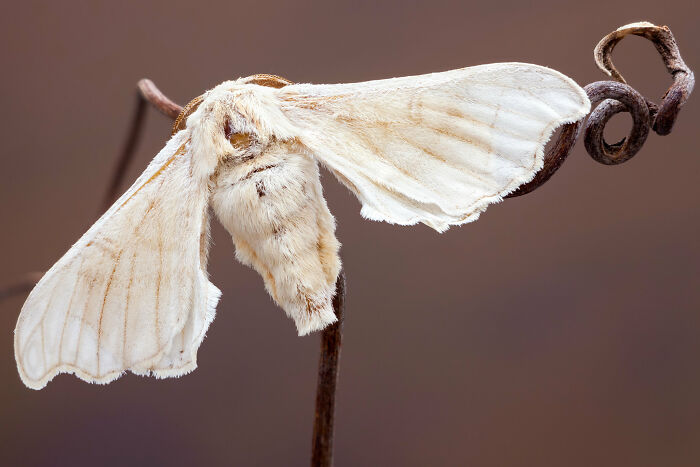 A detailed close-up of a white, fluffy moth on a branch, a fascinating thing you probably didn't know about the world.