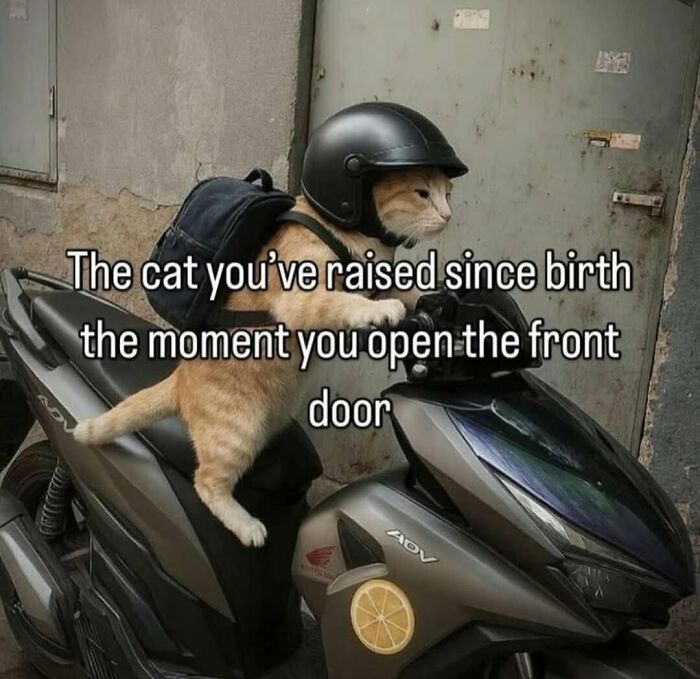 50 Cat Memes That Perfectly Capture Why Living With Cats Is Equal Parts Chaos And Comedy