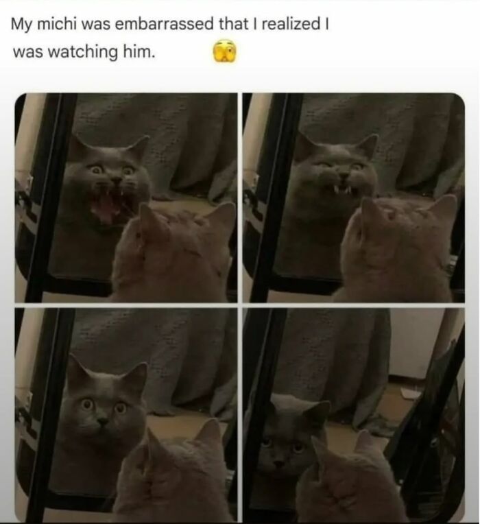 50 Cat Memes That Perfectly Capture Why Living With Cats Is Equal Parts Chaos And Comedy