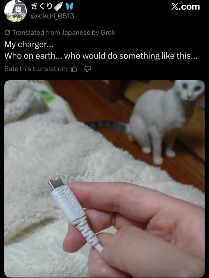 A hilariously unhinged screenshot of a white cat beside a chewed-up charger, implying the cat is the culprit.