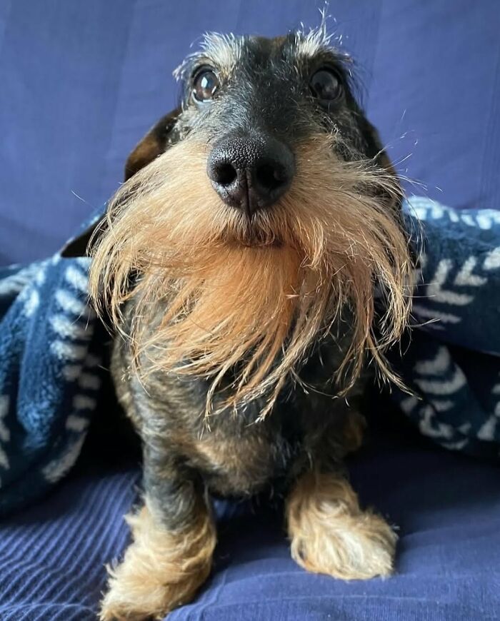 These 40 Adorable Dogs Are Exactly What You Need To Start Your Week With A Smile