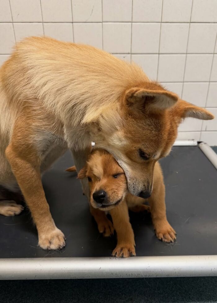These 40 Adorable Dogs Are Exactly What You Need To Start Your Week With A Smile