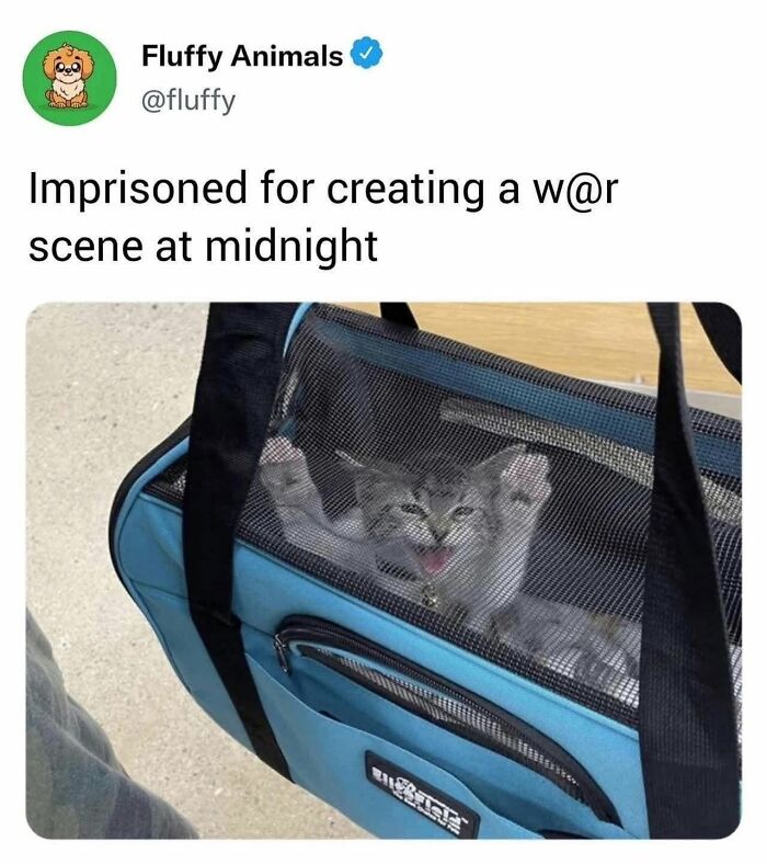 50 Cat Memes That Perfectly Capture Why Living With Cats Is Equal Parts Chaos And Comedy