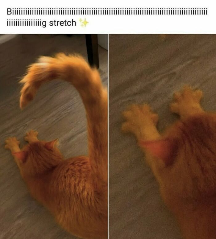50 Cat Memes That Perfectly Capture Why Living With Cats Is Equal Parts Chaos And Comedy