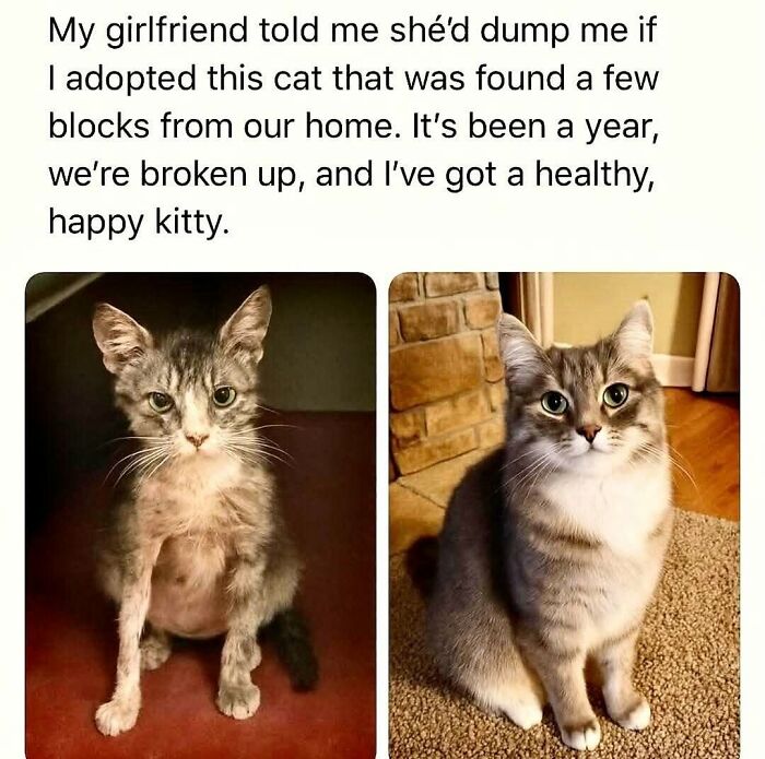 50 Cat Memes That Perfectly Capture Why Living With Cats Is Equal Parts Chaos And Comedy
