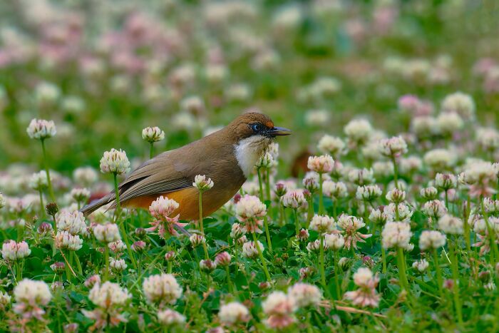 A brown bird among white flowers, showcasing the colorful birds of India in their natural habitat.