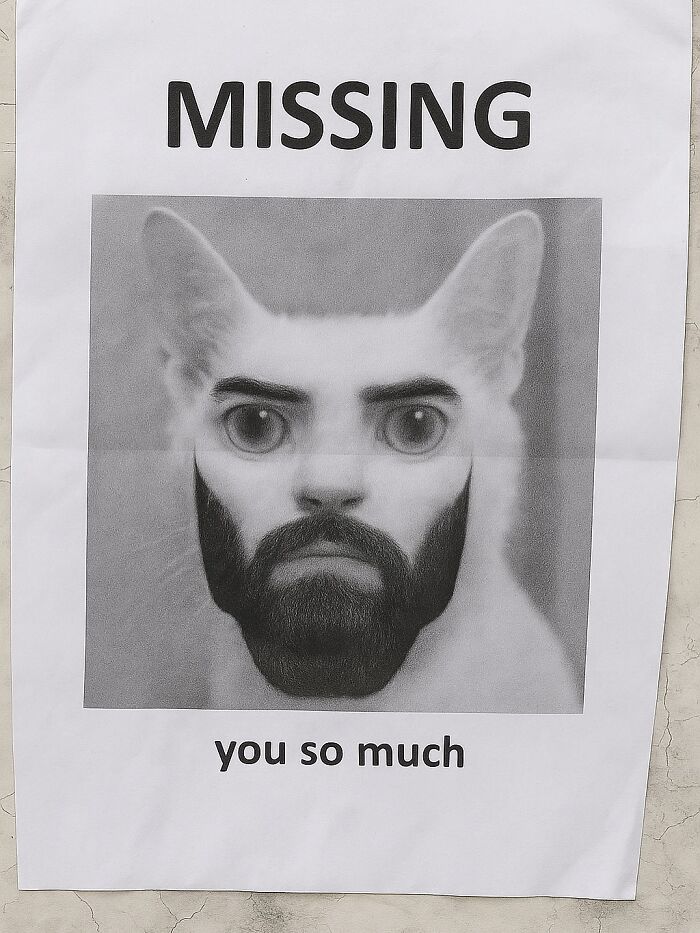A Devon Rex cat meme as a missing poster with a beard, captioned missing you so much, pure serotonin moment.