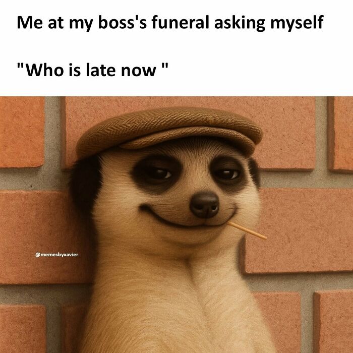 Hilarious Xavier post of a smiling meerkat with a stick in its mouth, captioned Me at my boss's funeral asking myself 'Who is late now'.