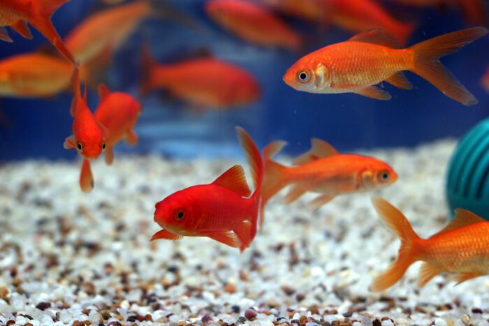 Goldfish swimming in a tank, a serene image contrasting with public horror stories.