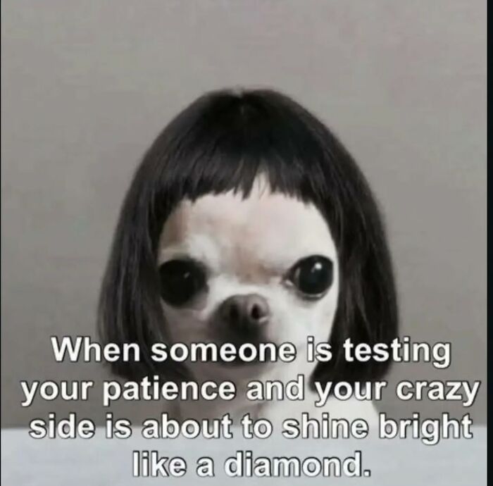 A hilarious meme featuring a dog with a wig, illustrating the relatable feeling of patience being tested.
