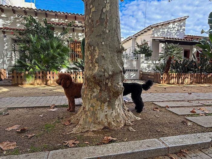 Photographer captures perfectly timed coincidence in Barcelona, with two dogs perfectly hidden by a tree.