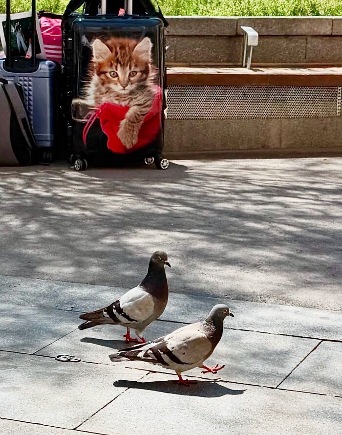 Perfectly timed coincidences in Barcelona: two pigeons walk past a suitcase with a cat graphic.