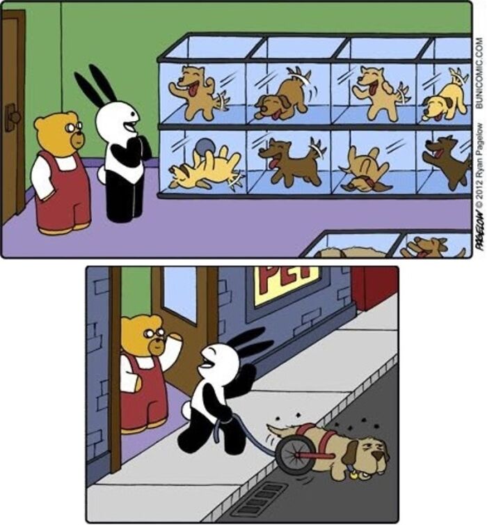 This Grumpy Dog In A Wheelchair Quietly Became One Of The Best Characters In Ryan Pagelow’s Buni Comics (34 Pics)