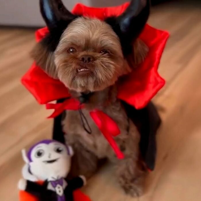 A cute and funny dog dressed as a vampire, sitting next to a matching plush toy.