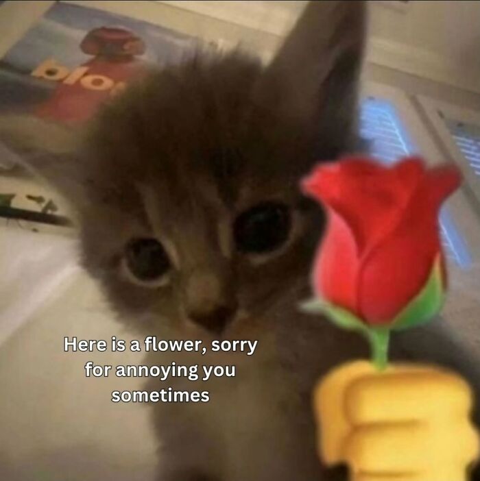 A cute and entertaining meme of a kitten offering a rose as a relatable apology for being annoying.