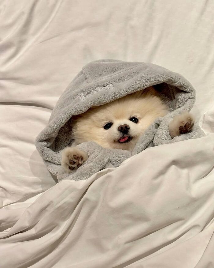 These 40 Adorable Dogs Are Exactly What You Need To Start Your Week With A Smile