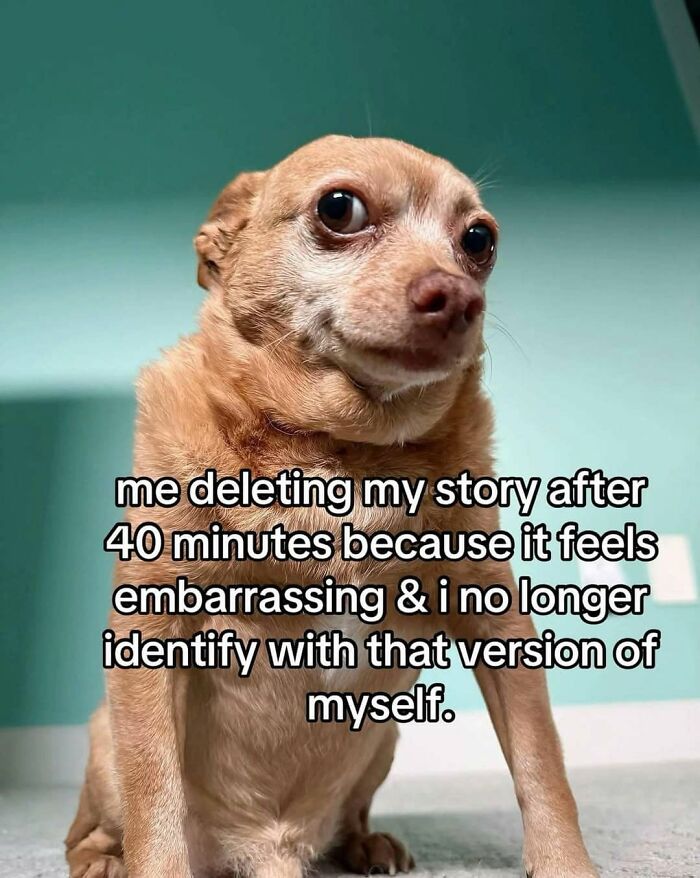 Funny posts about being a woman: A small brown chihuahua dog with wide eyes, looking embarrassed after deleting a story.