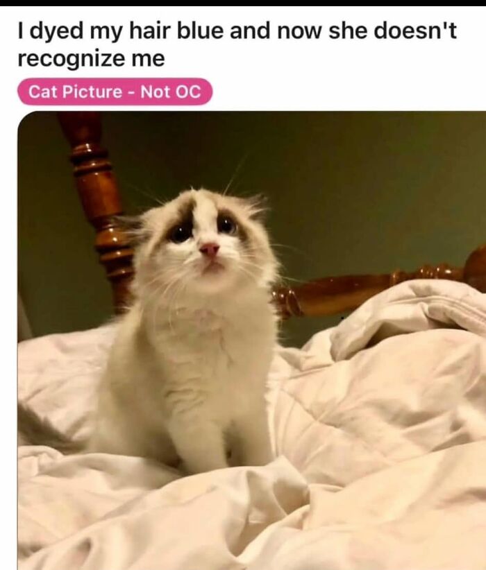 A fluffy white kitten with sad eyes on a bed, illustrating funny posts about being a woman.
