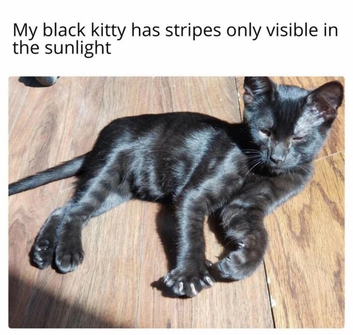 50 Cat Memes That Perfectly Capture Why Living With Cats Is Equal Parts Chaos And Comedy