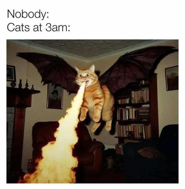 50 Cat Memes That Perfectly Capture Why Living With Cats Is Equal Parts Chaos And Comedy