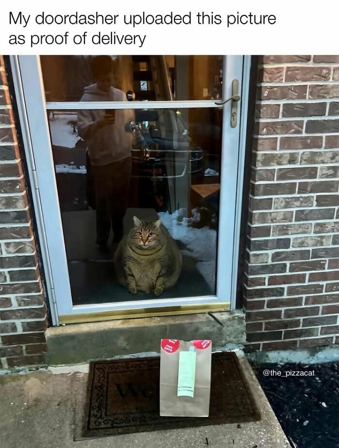 50 Cat Memes That Perfectly Capture Why Living With Cats Is Equal Parts Chaos And Comedy