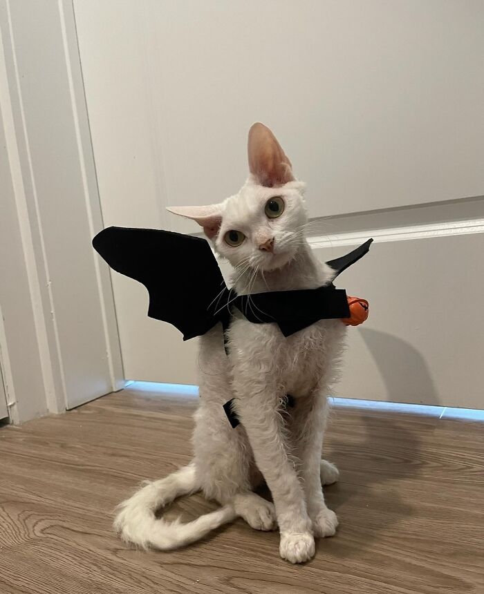 A white Devon Rex cat wearing cute bat wings costume for Halloween, with a small pumpkin attached to the front, serotonin moments.
