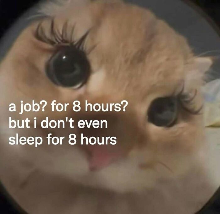 Funny post about what being a woman is really like, a cat with big eyes and a quote about working.