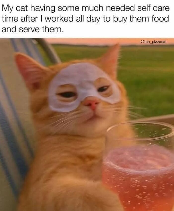 50 Cat Memes That Perfectly Capture Why Living With Cats Is Equal Parts Chaos And Comedy