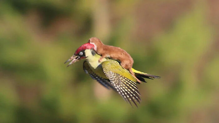 A fascinating pic of a weasel riding a woodpecker in mid-air, a quick fact for a brain boost.