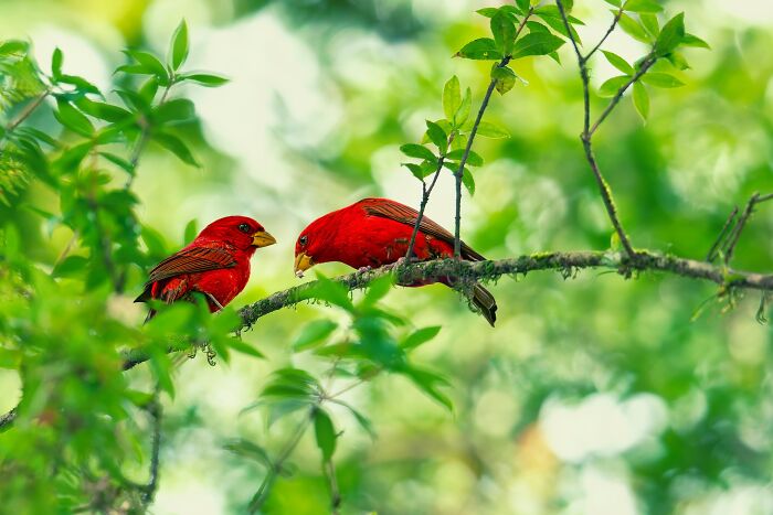 Two colorful birds, red in color, perched on a branch, highlighting the vibrant birds of India.