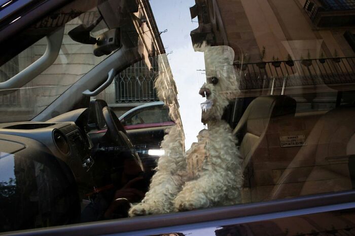 Reflected image of a fluffy white dog inside a car, a serendipitous moment captured in everyday life by a street photographer.